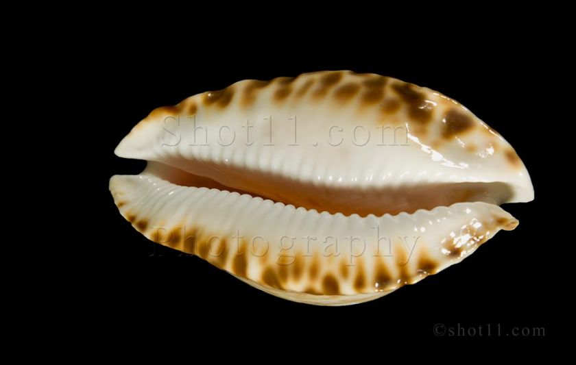 Zoila marginata Consueta 61mm GEM STUNNING PRECIOUS Australia Seashell 