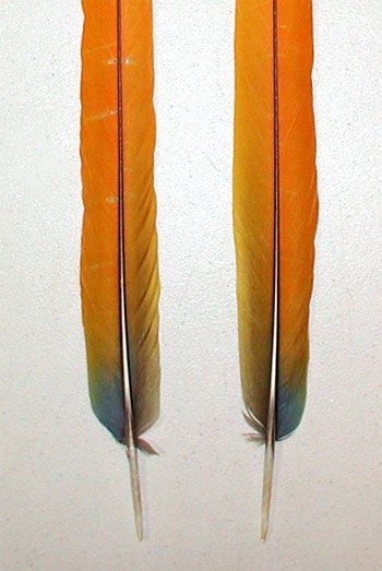 Orange Yellow CAMELOT MACAW Center Tail Feathers with FLAWS  