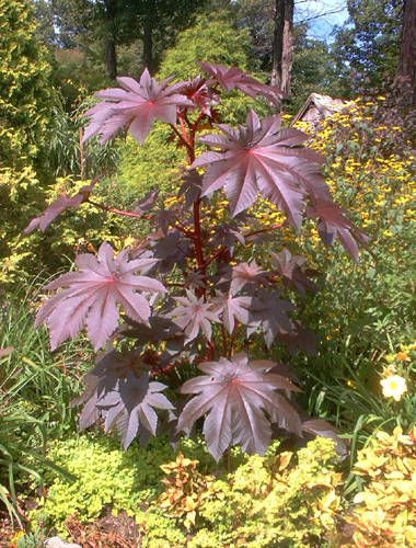 50 Burgundy Castor Bean Seeds  