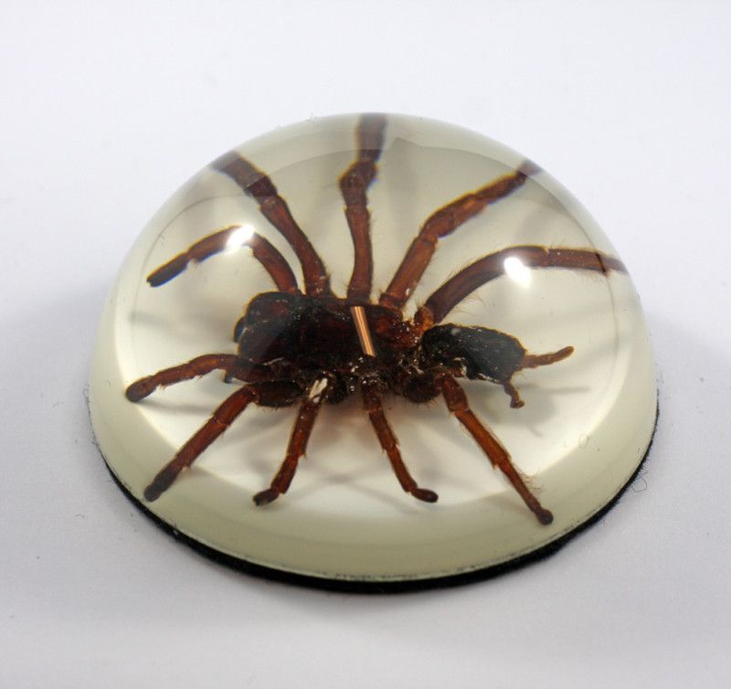 TARANTULA Dome Paperweight With Background  