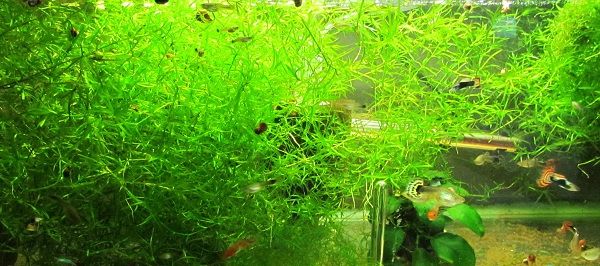 Najas Guppy Grass Live Aquarium Plant  