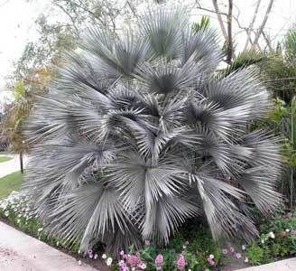 Brahea armata Gray Goddess 10 seeds  