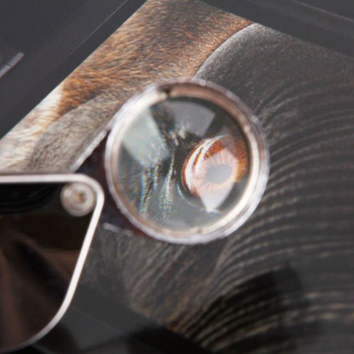 10x 21mm Chrome Plated Jewelers Eye Loupe New  