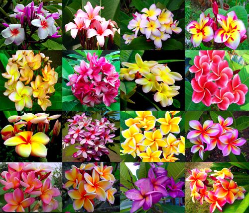 Plumeria Frangipani mixed Flowers 200 seeds  