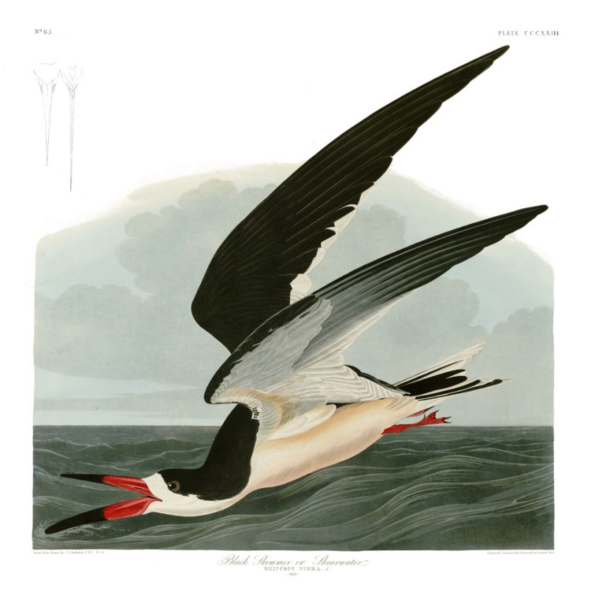 No. 323 Black Skimmer Havell Edition Audubon Print  