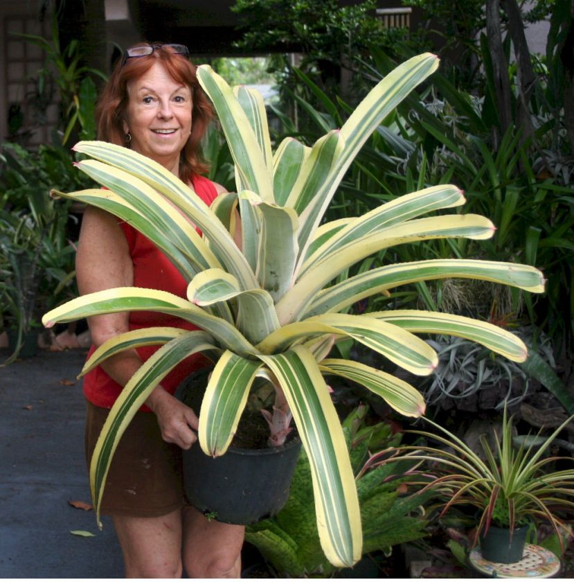 BROMELIAD Aechmea HARVEYS PRIDE Hes Baaaaaaack  