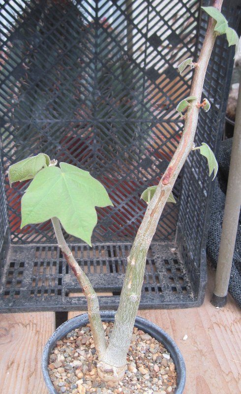 Jatropha malacophylla Sonoran Desert Caudex Tree  