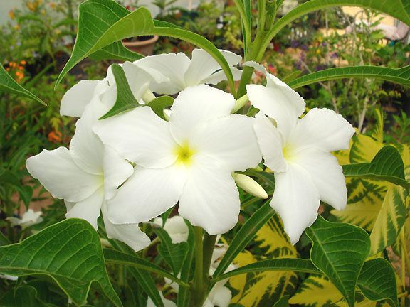 Plumeria pudica DWARF EVERGREEN FRANGIPANI ~PLANT~  