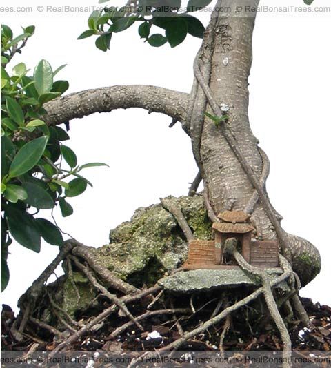 Old Green Island Bonsai Tree      Real Live Plant w/Pot  