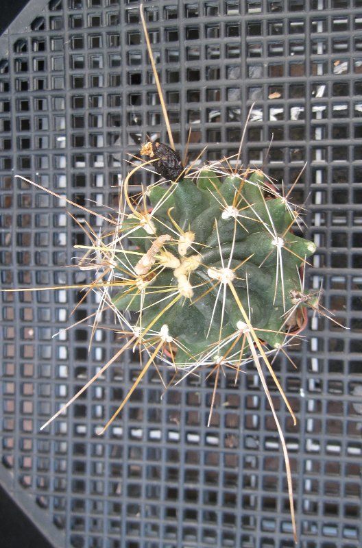 Ferocactus hamatacanthus ssp. sinuatus Extra Long Straw Spines 14 