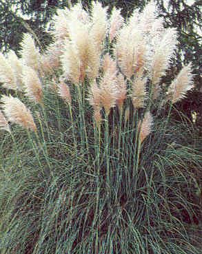 Cortaderia (Pampas Grass) Selloana Pampas Grass White Seeds