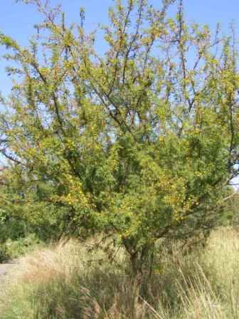 acacia is a genus of shrubs and trees belonging to the subfamily 